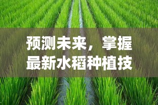 探索未来水稻种植技术趋势，预测水稻发展蓝图至2024年