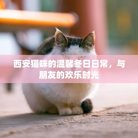 西安猫咪温馨冬日生活，欢乐时光与友情陪伴