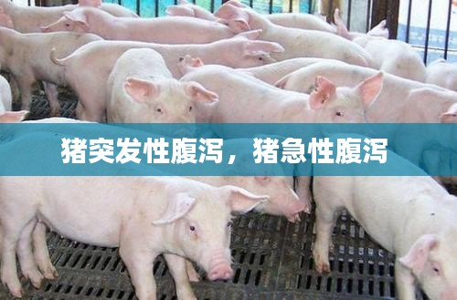 猪突发性腹泻，猪急性腹泻 