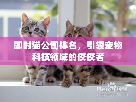 即时猫公司排名，引领宠物科技领域的佼佼者