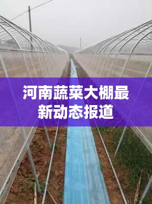 河南蔬菜大棚最新动态报道