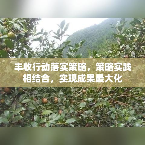 丰收行动落实策略，策略实践相结合，实现成果最大化