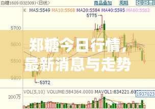郑糖今日行情，最新消息与走势分析