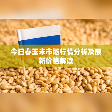今日春玉米市场行情分析及最新价格解读