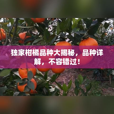 独家柑橘品种大揭秘，品种详解，不容错过！