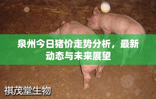 泉州今日猪价走势分析，最新动态与未来展望