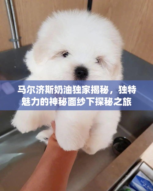马尔济斯奶油独家揭秘，独特魅力的神秘面纱下探秘之旅