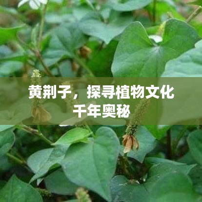 黄荆子，探寻植物文化千年奥秘