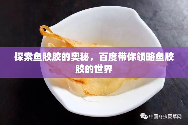 探索鱼胶胶的奥秘，百度带你领略鱼胶胶的世界