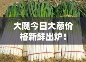 大隗今日大葱价格新鲜出炉！