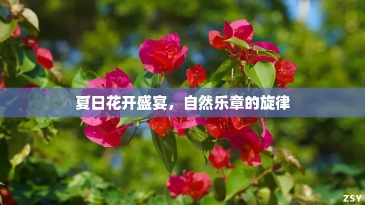夏日花开盛宴，自然乐章的旋律