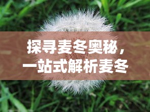 探寻麦冬奥秘，一站式解析麦冬知识百科