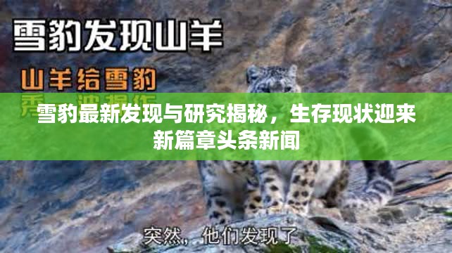 雪豹最新发现与研究揭秘，生存现状迎来新篇章头条新闻