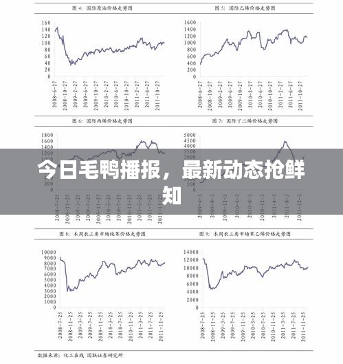 今日毛鸭播报，最新动态抢鲜知