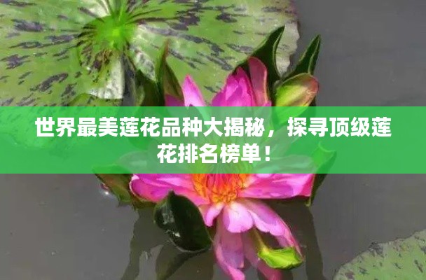 世界最美莲花品种大揭秘，探寻顶级莲花排名榜单！