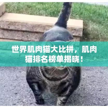 世界肌肉猫大比拼，肌肉猫排名榜单揭晓！