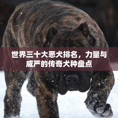 世界三十大恶犬排名，力量与威严的传奇犬种盘点